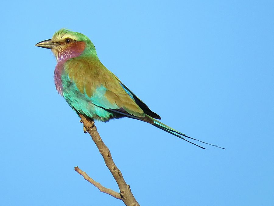 lilac-breasted roller