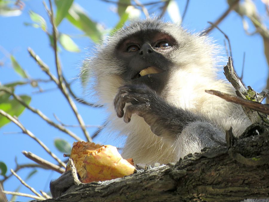 vervet monkey