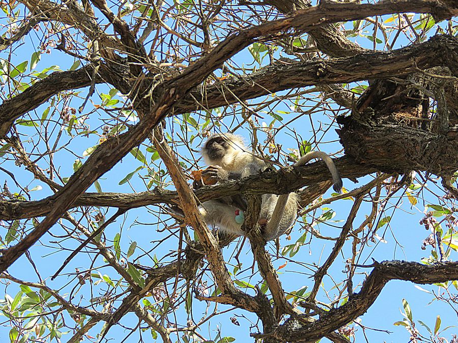 vervet monkey