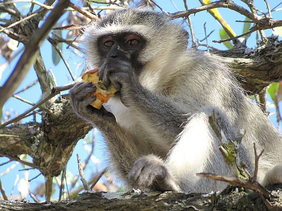 vervet monkey