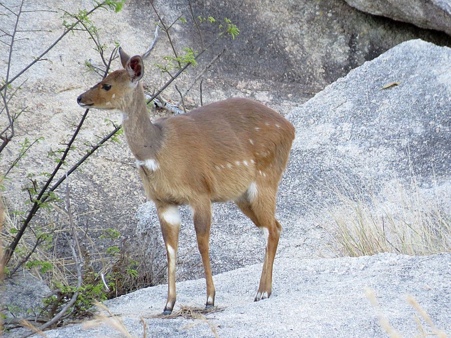 bushbuck