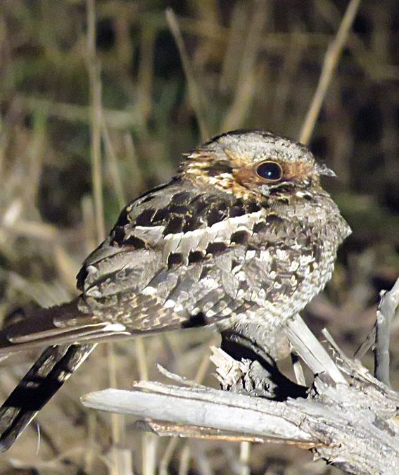 nightjar