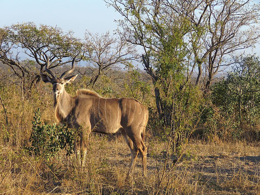 kudu