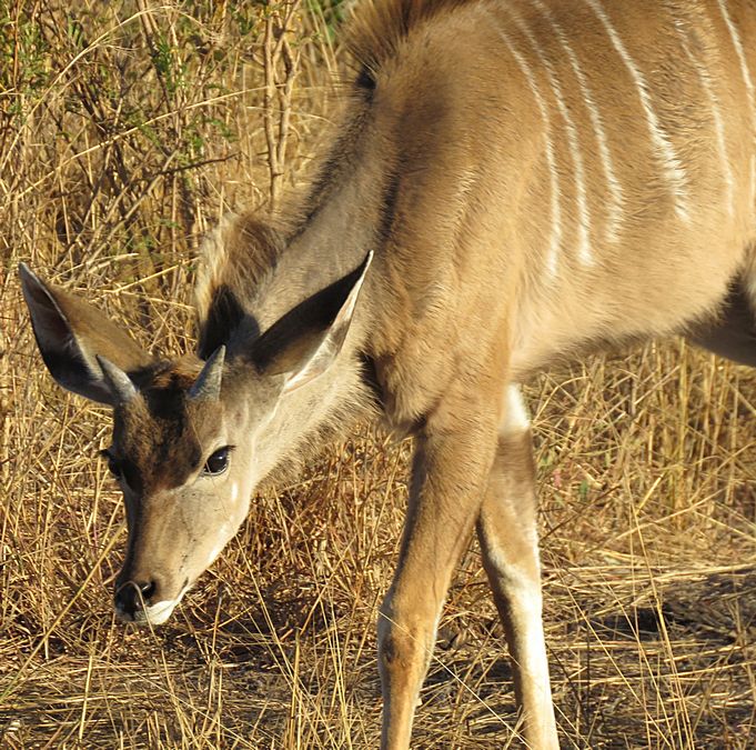 young kudu