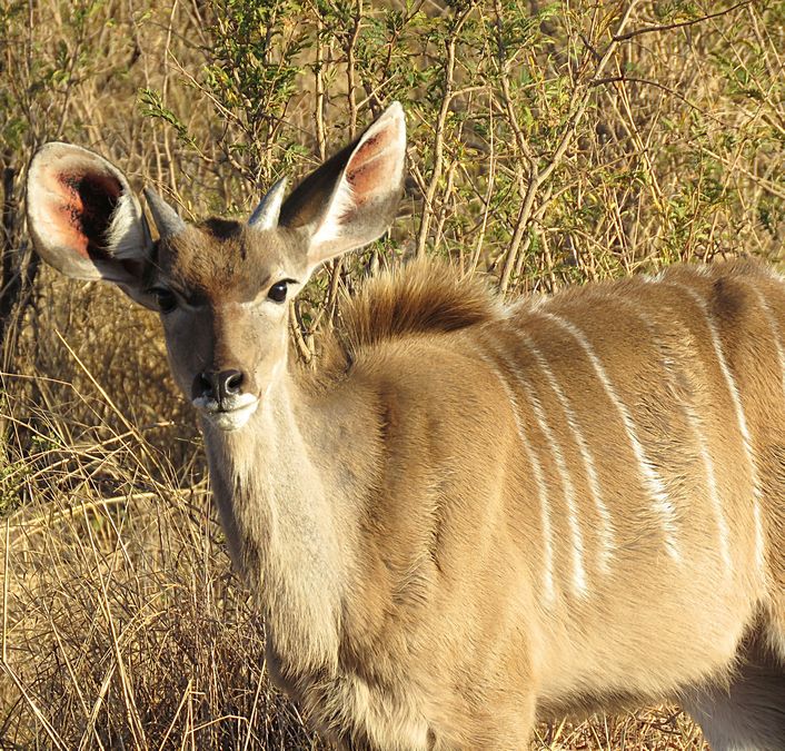 young kudu