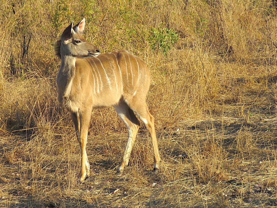 young kudu