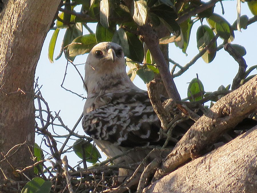 Wahlberg's Eagle