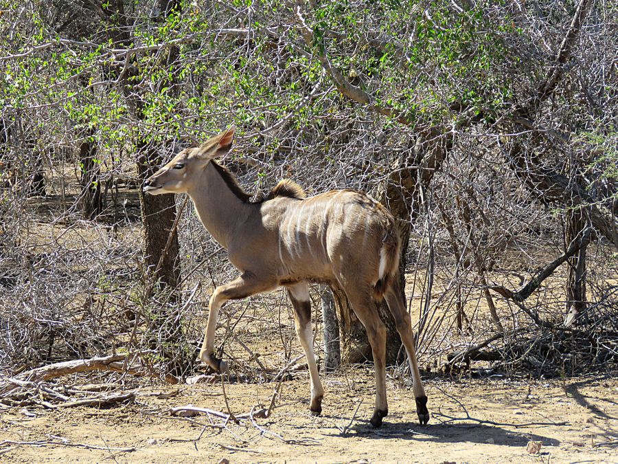 female kudu
