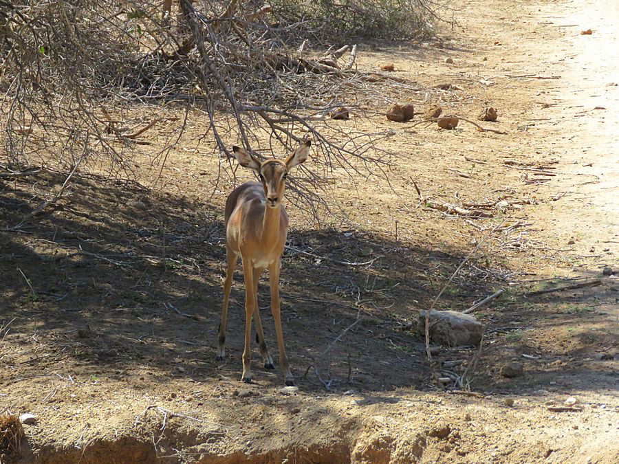 young impala