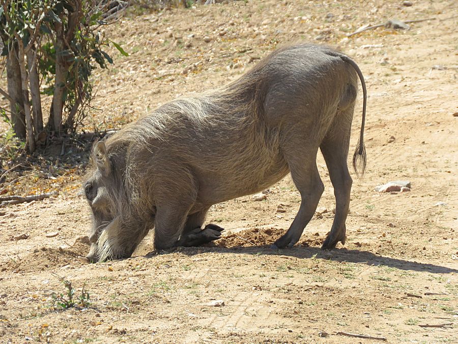 warthog