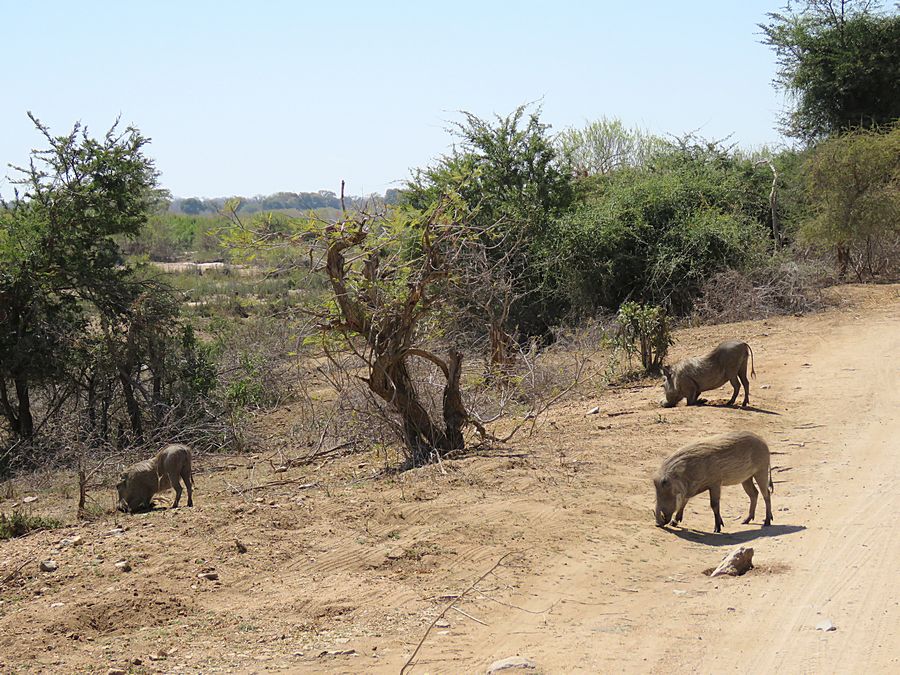warthogs