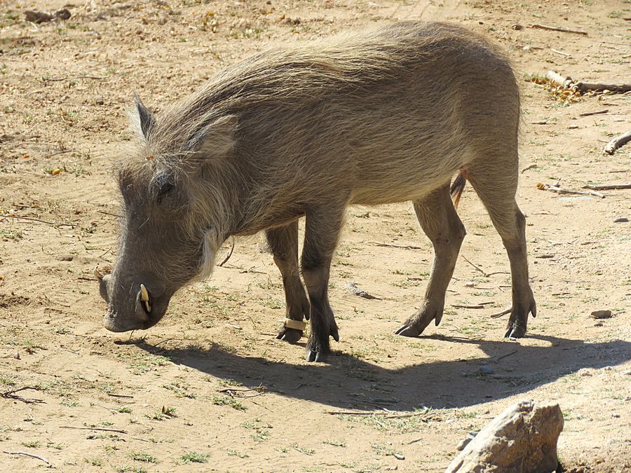 warthog