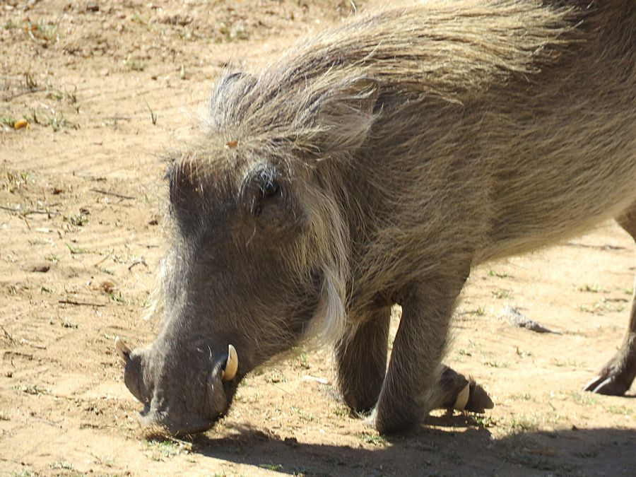 warthog