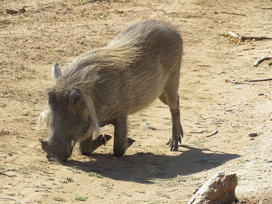 warthog