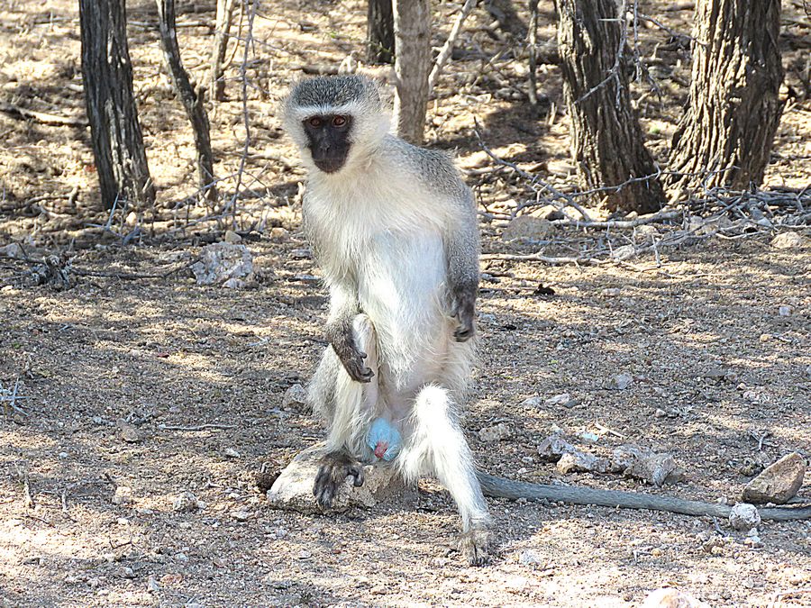 vervet monkey