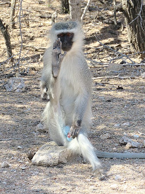 vervet monkey