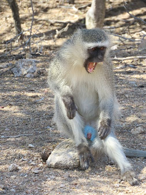 vervet monkey