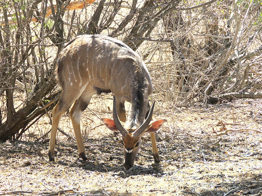 nyala