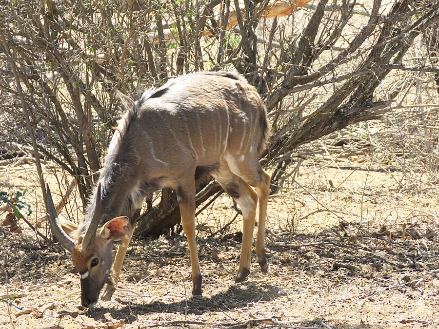 nyala