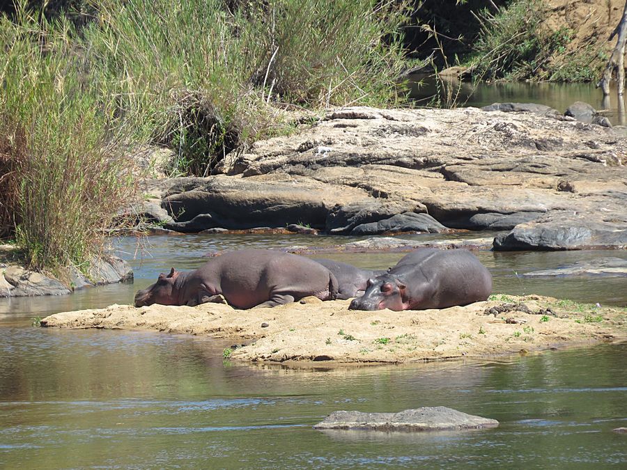 hippos