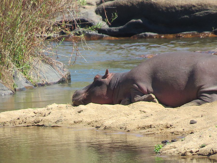 hippo