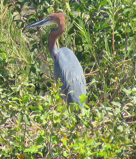 Goliath Heron