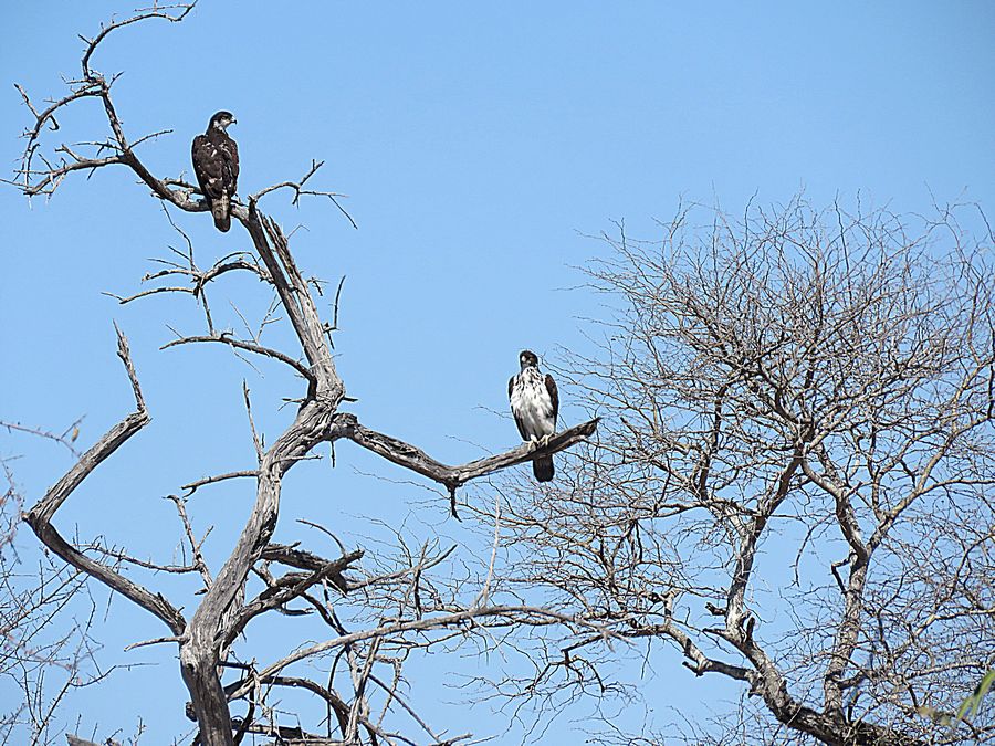 African hawk eagles