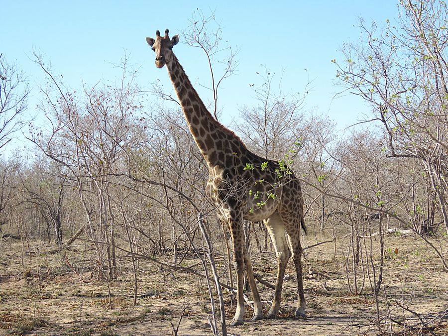 giraffe