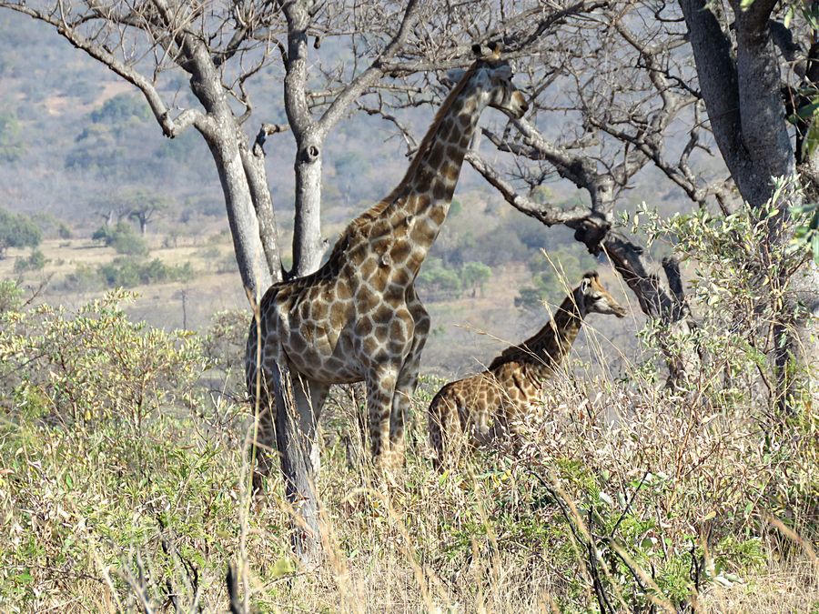 mother and baby giraffe