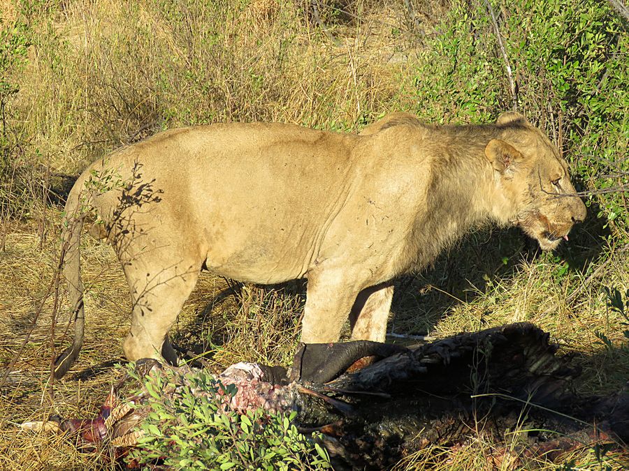 lion leaving carcass