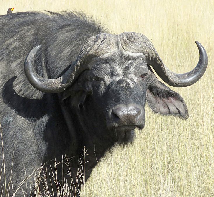 buffalo closeup