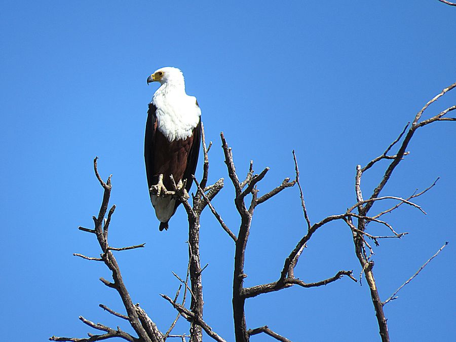 African fish eagle