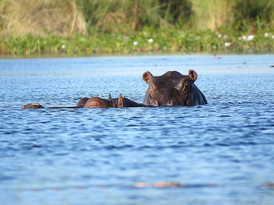 hippos