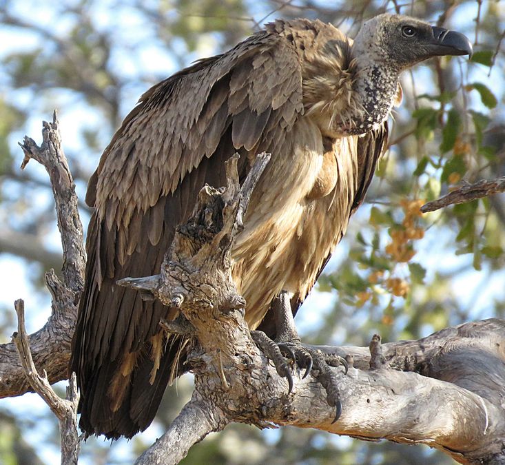 white-backed vulture