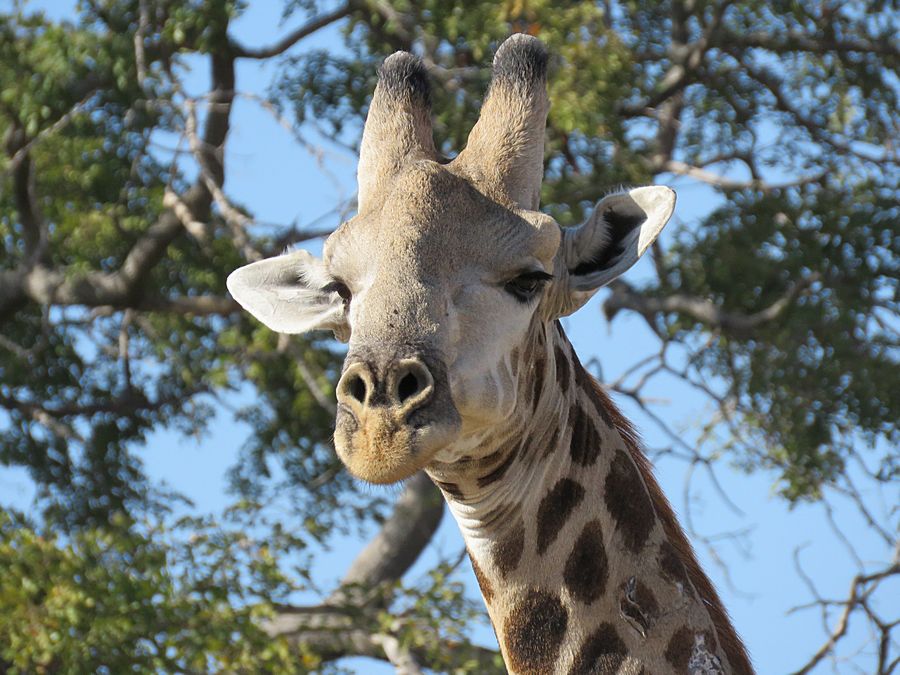 giraffe closeup