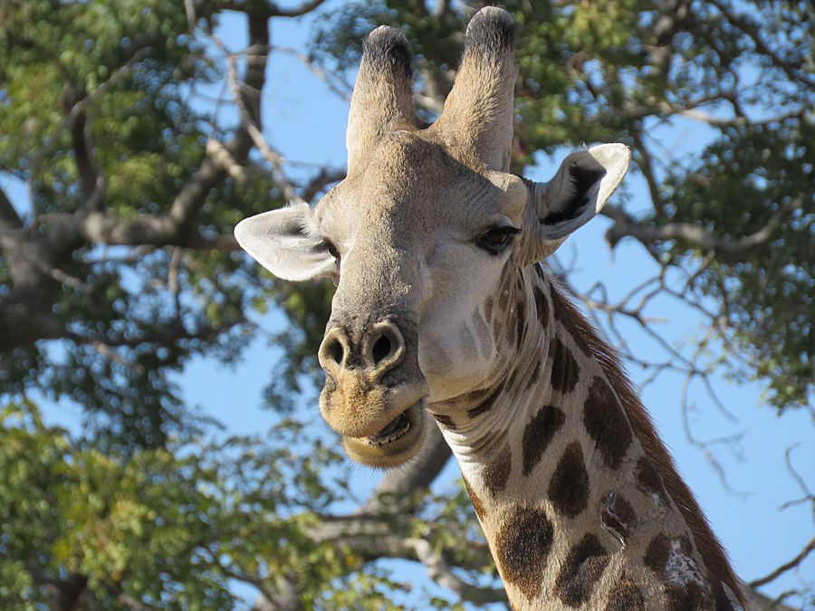 giraffe teeth