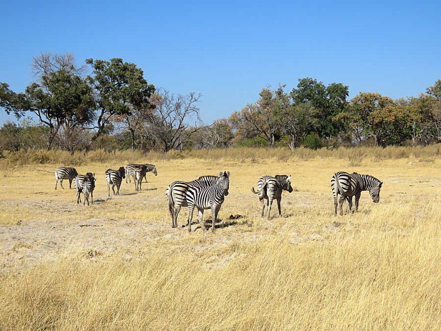 zebras