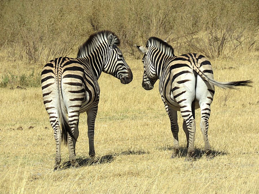 zebras