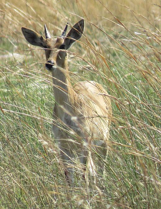 reedbuck