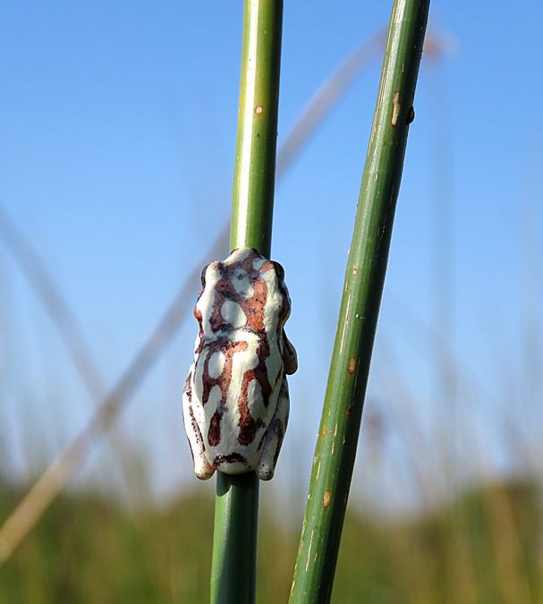 painted frog