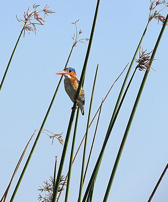 malachite  kingfisher