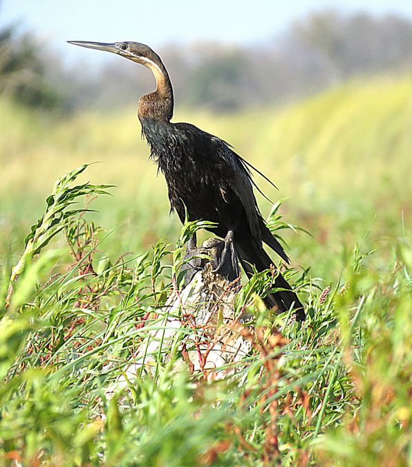 African darter