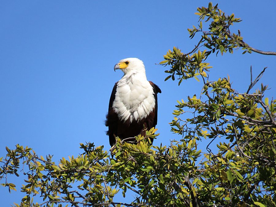 fish eagle