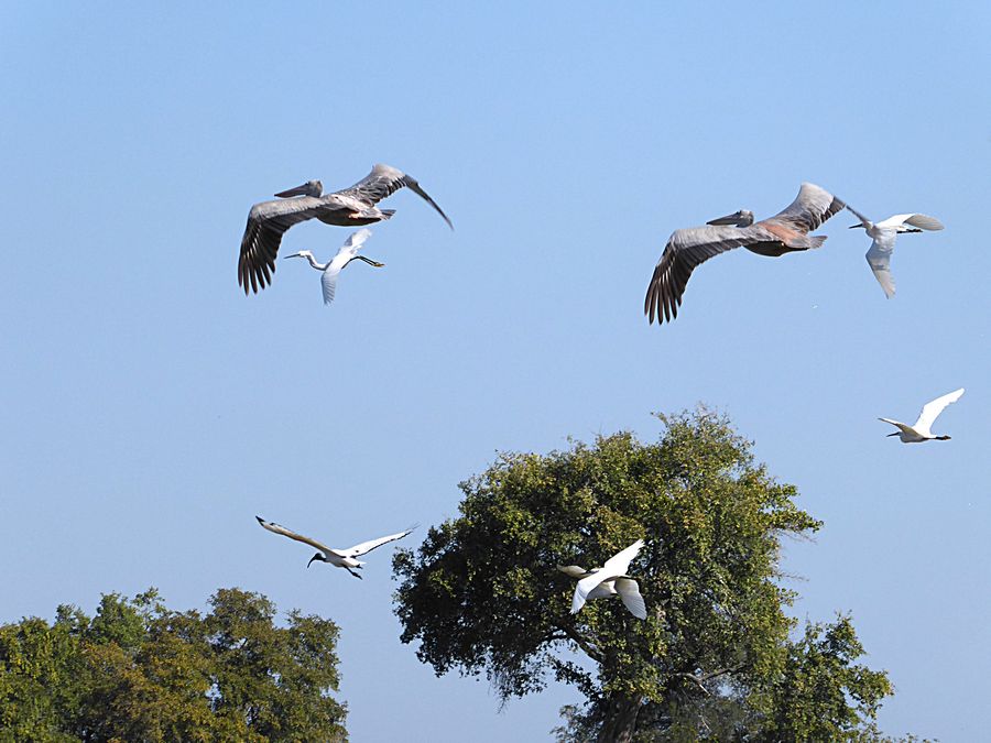 Pelicans