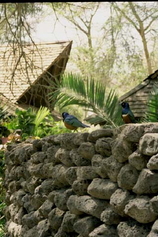 Superb Starling