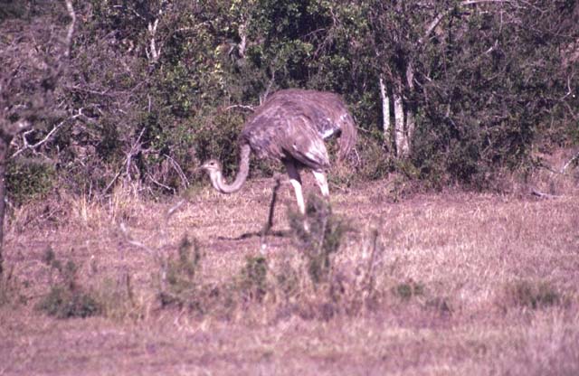 Female Ostrich