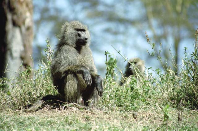 Olive Baboon at Goodall Sanctuary