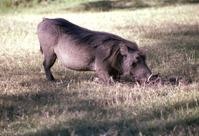Warthog on the grounds of Sweetwaters