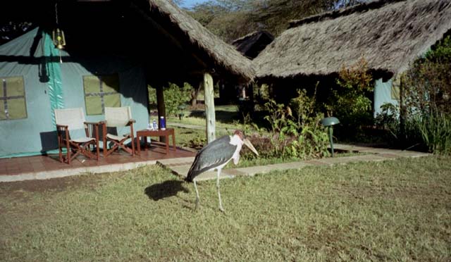 Marabou stork