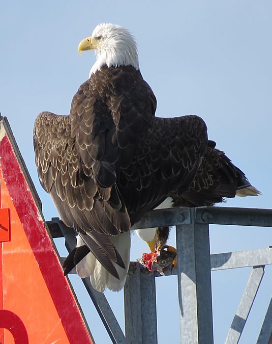 bald eagle